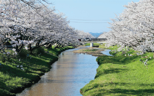 Riverside Cherry Blossoms screenshot 1