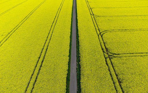road and yellow flowers screenshot 1