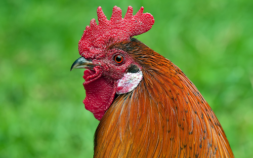 Rooster mao bud screenshot 1