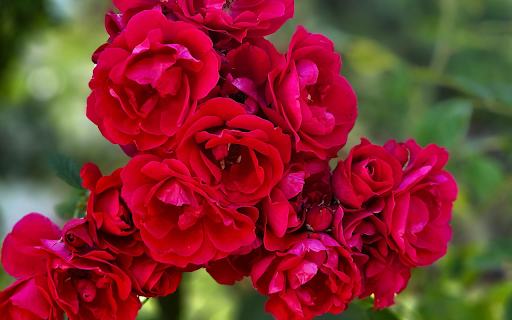 Rose Cluster screenshot 1