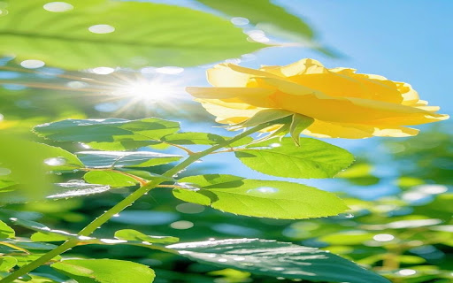 rose gold wallpaper screenshot 1