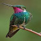 Rose-throated Hummingbird wallpaper logo
