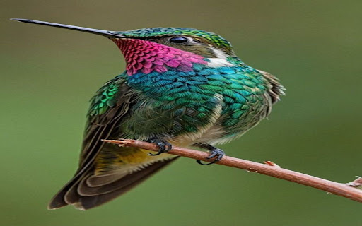Rose-throated Hummingbird wallpaper screenshot 1