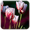 Rose Tulips logo