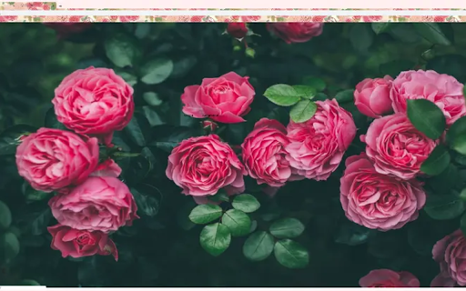 rose wallpaper screenshot 1