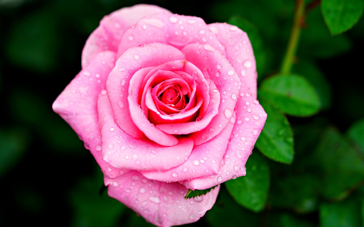 Roses and raindrops screenshot 1