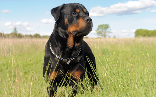 Rottweiler Dog screenshot 1