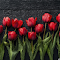 Row of Red Tulips logo