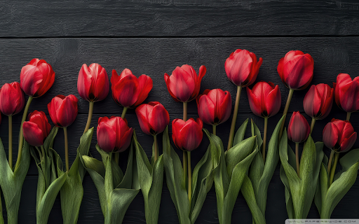 Row of Red Tulips screenshot 1