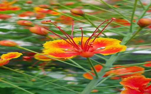 Royal poinciana wallpaper screenshot 1