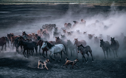 Running Herd of Horses and Two Dogs screenshot 1