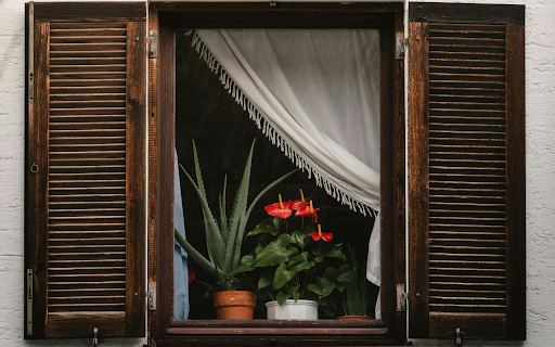 Rustic Window with Vibrant Indoor Plants screenshot 1