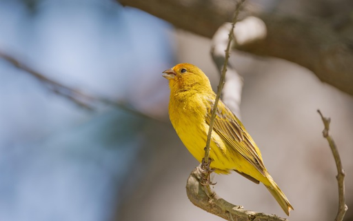 SAFFRON BIRD THEME screenshot 1