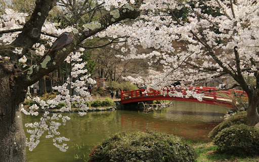 Sakura Blossoms screenshot 1