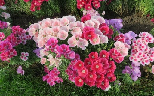 Satin Flowers in Bloom screenshot 1