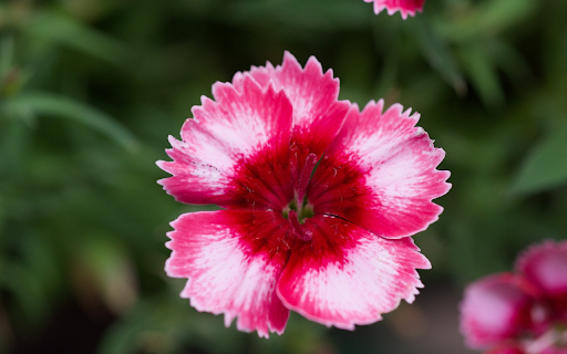 Sawtooth Flowers screenshot 1