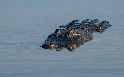 Scary giant crocodile screenshot 1
