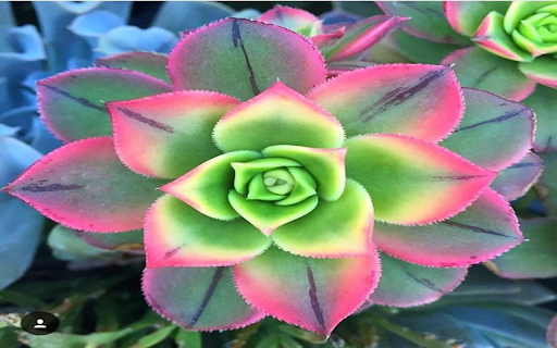 Scculent plant wallpaper screenshot 1