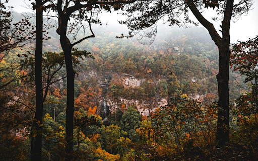 Scenic Autumn Forest with Misty Mountain View screenshot 1