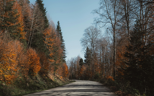 Scenic Autumn Road in Bolu, Turkey screenshot 1