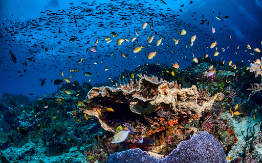 School of Fish in Water screenshot 1