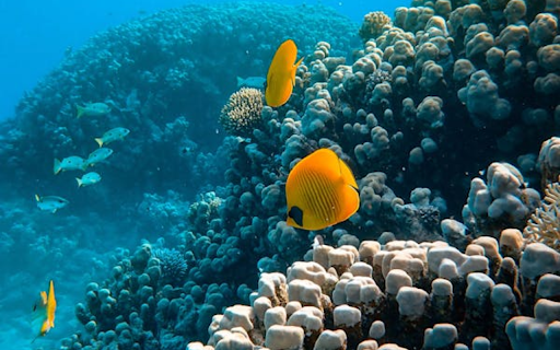 School of fish swimming in coral reef screenshot 1