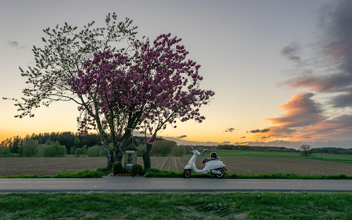 Scooter Under the Blossoming Sunset screenshot 1