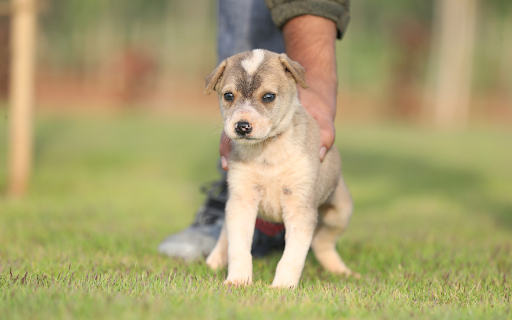 Scottish Fold Puppy screenshot 1