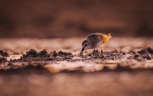 Sea bird screenshot 1