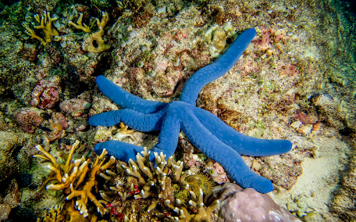 Sea creatures screenshot 1