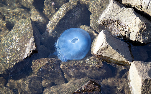 Sea Creatures screenshot 1