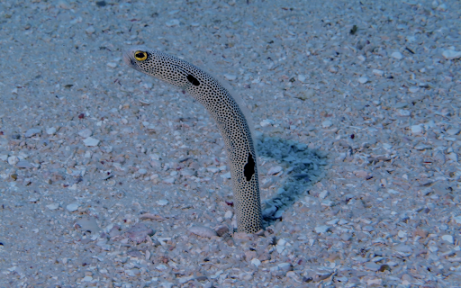 Sea Eel screenshot 1