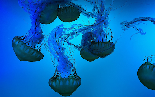 Sea jellyfish swimming around screenshot 1