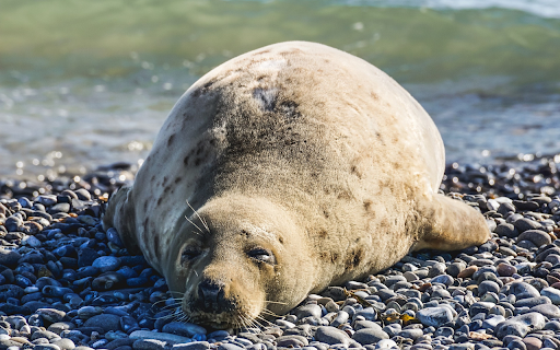 Sea lion screenshot 1