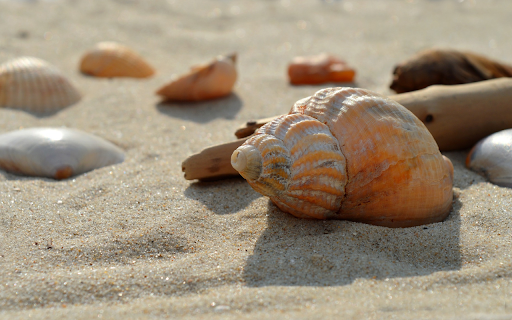Seashell Serenity screenshot 1