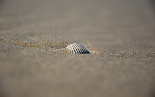 Seashells on the sand screenshot 1