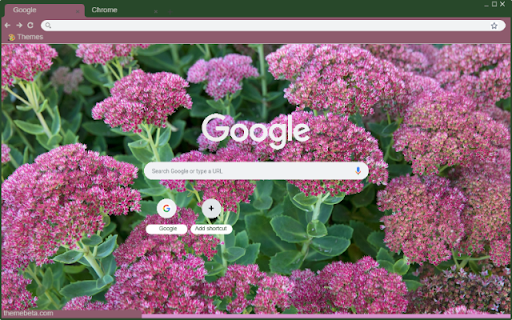 Sedum screenshot 1