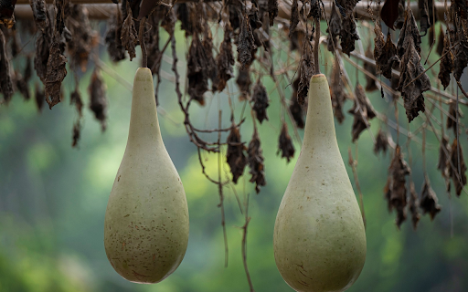 Seed gourd screenshot 1