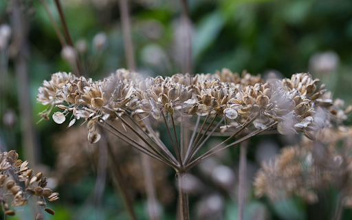 Seeds on the tree screenshot 1