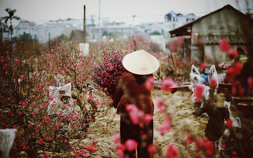 Selling Tet peaches screenshot 1