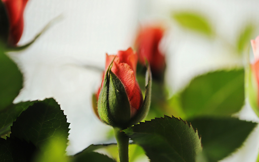 Serrated leaves screenshot 1