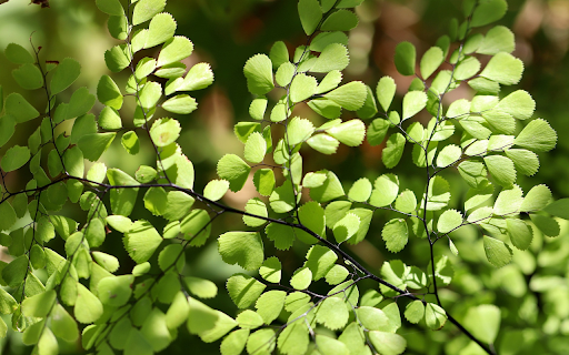Serrated leaves and branches in the sun screenshot 1