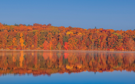 Shadows of trees under the river screenshot 1