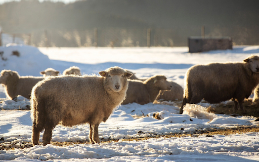 Sheep in Winter Light screenshot 1