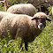 Sheep on grassland logo
