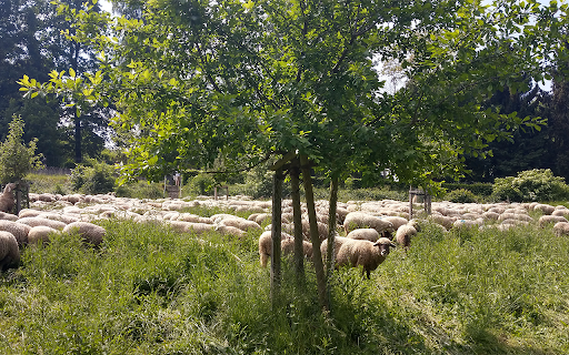 Sheep on grassland screenshot 1