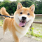 Shiba dogs wallpapers logo