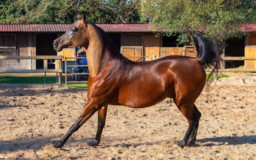 Shiny brown horse screenshot 1