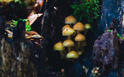 Shiny golden baby mushrooms screenshot 1