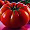 shiny tomatoes logo